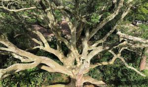 Adkins Tree Professionals