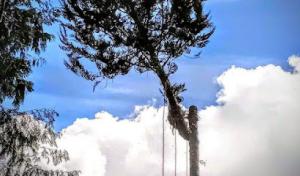 Countryside Tree Care