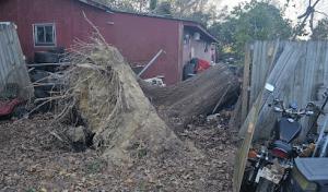 Augusta Tree Removal
