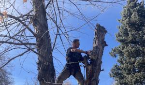 The Family Tree Service