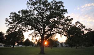 Riverside Tree Service