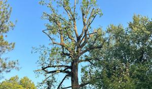 RMP Maple Tree Service