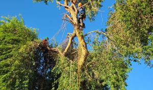 Preservation Tree Service