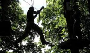 Goodyear Tree Service