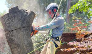 Dallas Tree Trimming & Removal Service