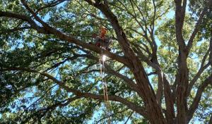Aguilar Tree Service