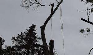 Summers Landscaping & Tree Service