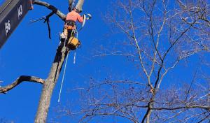 Allison Tree & Landscaping