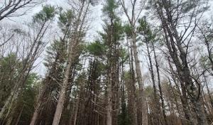 WoodWorks Maine Tree Service