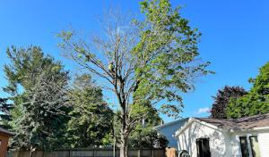 Ali’s Tree Removal