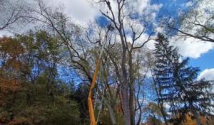 Greene Family Tree Service