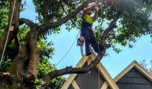 Honl Tree Care