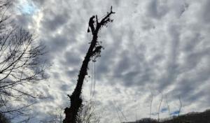 Top Line Tree Service