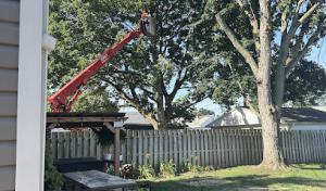 New Heights Tree Services