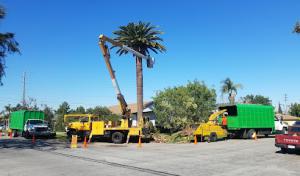 Discount Tree Care Arborist