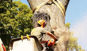 Arbor Ace Tree Service
