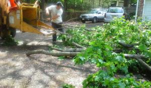 Navarro Tree Services
