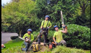 Cascade Tree Care