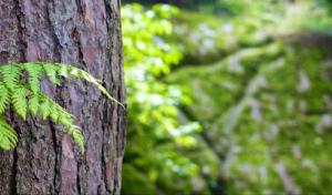 Trujillo Tree Service