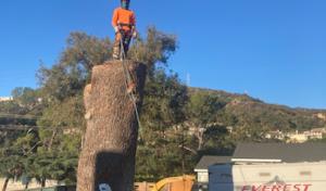 Everest Tree Service