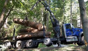 Ascending Tree Service