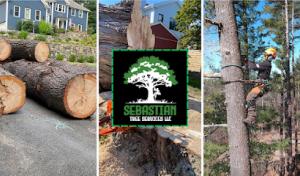 Sebastian Landscaping & Tree Services