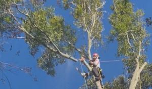 Wilkinson Tree Services
