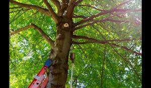 Oakland Tree Service