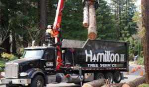 Hamilton Tree Service