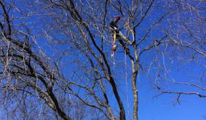 Omega Tree Service