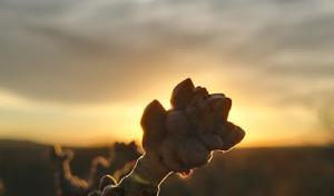 fayettesaws tree services