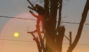 Red Squirrel Tree Services