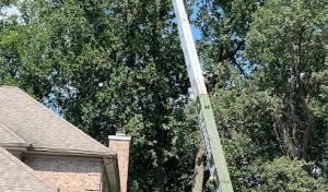 Blessing Tree Service NJ