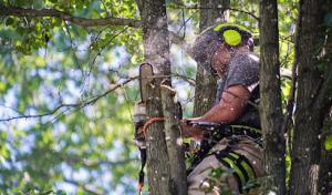 Timber Lane Tree Service