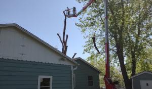 Cully's Tree Service