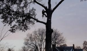 Hawkeye Tree Service