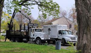 North Shore Tree Experts