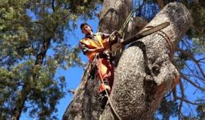 Hallelujah Tree Service
