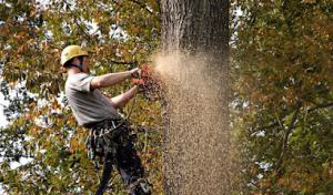 5 Star Tree Service