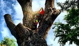 Ryan's Professional Tree Care