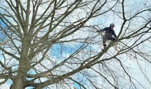 Arborist Solutions