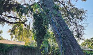 Capital Tree Service