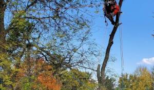 Midwest Tree Removal