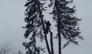 MICHIGAN Good Ol' Boys Tree Service