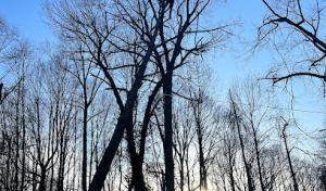 Anthony's Lawn Care & Landscaping