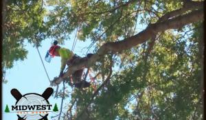 Midwest Tree Works