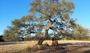 Boerne Tree Service Pros
