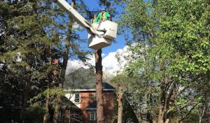 Thumbs Up Tree Service