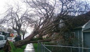 Family Tree Care - Tree Services by Certified Arborists