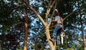 Celtic Tree & Landscape
